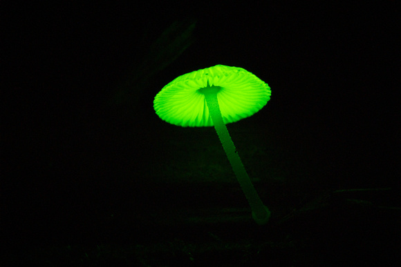 Luminous mushroom (Mycena chlorophos)