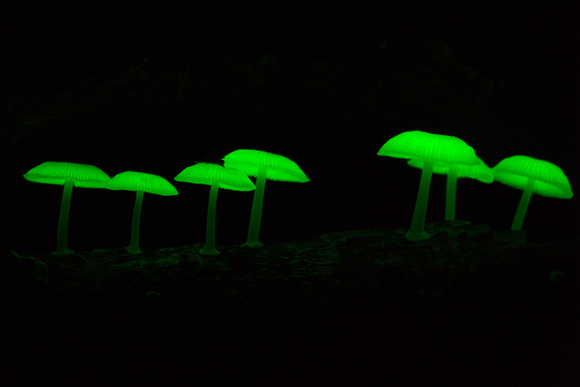 Luminous fungi (Iron Range) 006