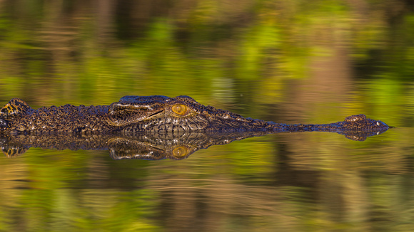 Crocodylus porosus 050