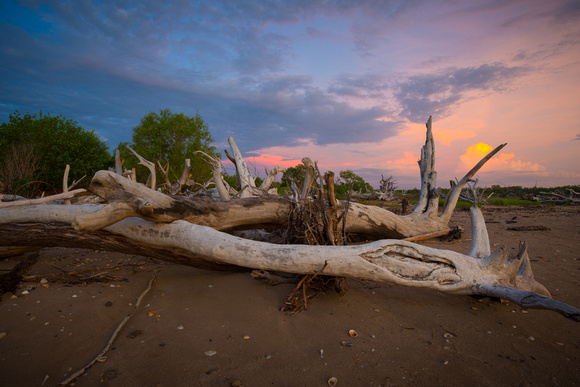 Sunset driftwood