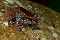 Female Kinabalu dwarf frog (Alcalcus baluensis)