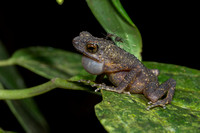 Long fingered toad calling (Ansonia longidigita)