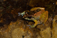Male Kinabalu dwarf frog (Alcalcus baluensis)