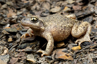 Female midwife toad (Alytes obstetricans)