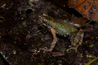 Minute toad (Ansonia minuta) on leaf litter