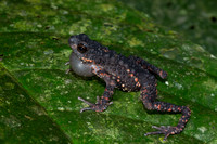 Spiny stream toad (Ansonia spinilifer)