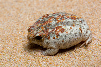 Sandhill frog (Arenophryne rotunda)