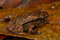 Marsupial Frog (Assa darlingtoni)