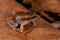 Cape York [Slender] Whisting frog (Austrochaperina gracilipes)