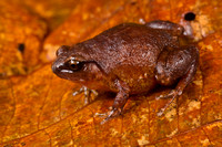 Robust whistlefrog (Austrochaperina robusta)