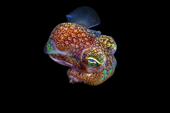 Dumpling squid (Euprymna tasmanica)