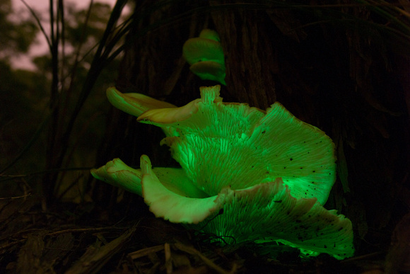 Ghost fungus glowing (Omphalotus nidiformis)