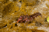 Snapping shrimp (Alpheus sp)