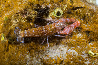 Snapping shrimp (Alpheus sp)