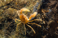 Freshwater spider crab (Amarinus lacustris)