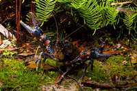 Tasmanian spiny crayfish (Astacopsis tricornis)