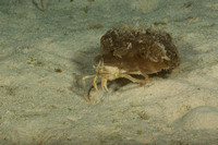 Jellyfish carrier crab (Dorippe frascone)