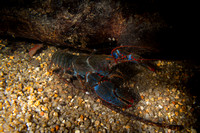 Mt Lewis spiny crayfish (Euastacus fleckeri)