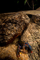 Mt Lewis spiny crayfish (Euastacus fleckeri)
