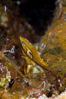 Weed shrimp (Hippolyte australiensis)