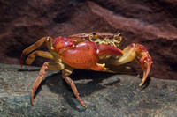 Kimberley freshwater crab (Holthuisana sp)