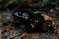Tusked frog (Adelotus brevis)
