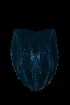 Lobate comb jelly