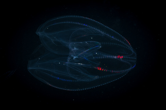 Lobate comb jelly