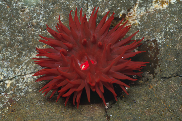 Waratah anemone (Actinia tenebrosa)