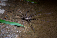 Giant water spider (Megadolomedes sp)