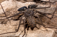Tailless whip scorpion, cave spider, Amblypygid (Phrynus exsul)