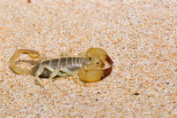 Inland robust scorpion (Urodacus yaschenkoi)