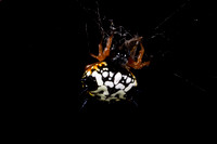 Jewel spider (Austracantha minax)