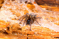 Window spider (Amaurobius fenestralis) [tentative]