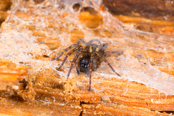 Window spider (Amaurobius fenestralis) [tentative]