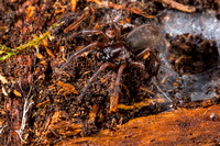 Large window spider (Amaurobius similis) [tentative]