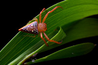 Triangle spider (Arkys lancearius)