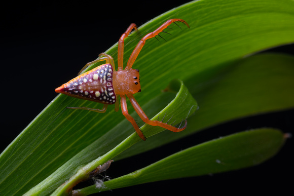 Triangle spider (Arkys lancearius)