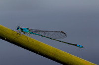 Blue damselfly resting on reed