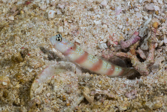 Steinitz's Shrimp Goby (Amblyeleotris steinitzi)