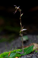 Small mosquito orchid (Acianthus pusillus)