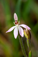 Pink Finger Orchid (Caladenia carnea)