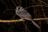 Australian Owlet Nightjar (Aegolethes cristatus)