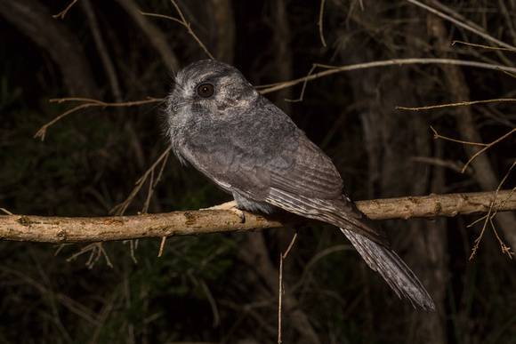 Australian Owlet Nightjar (Aegolethes cristatus)