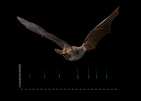 Lesser long eared bat (Nyctophilus geoffroyi) Reference call