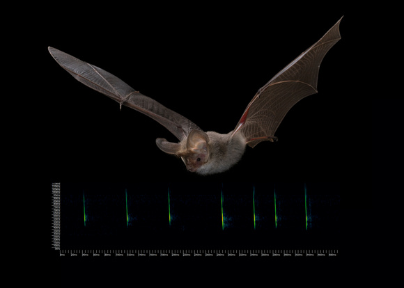 Lesser long eared bat (Nyctophilus geoffroyi) Reference call