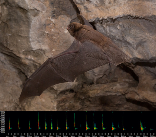 Eastern Australian bent wing bat (Miniopterus orianae oceanensis)