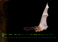 Eastern Horseshoe bat (Rhinolophus megaphyllus)