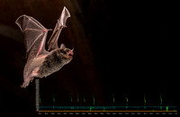 Large footed fishing bat or myotis (Myotis macropus)