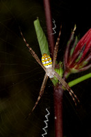 St Andrew's cross spider (Agriope sp)